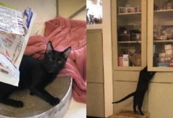 新闻爆料奇怪的猫咪视频,这是外星生物吗？